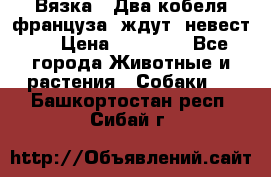  Вязка ! Два кобеля француза ,ждут  невест.. › Цена ­ 11 000 - Все города Животные и растения » Собаки   . Башкортостан респ.,Сибай г.